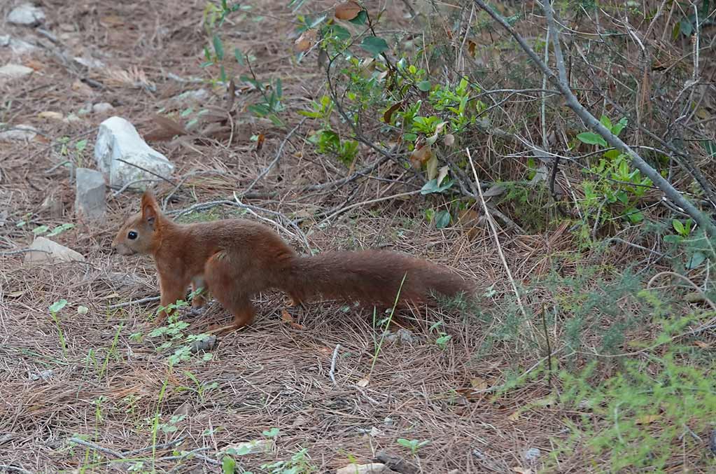 foret de pierres blanches sete